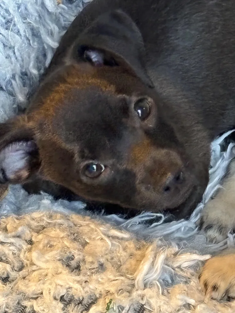 Churro thumbnail 2
