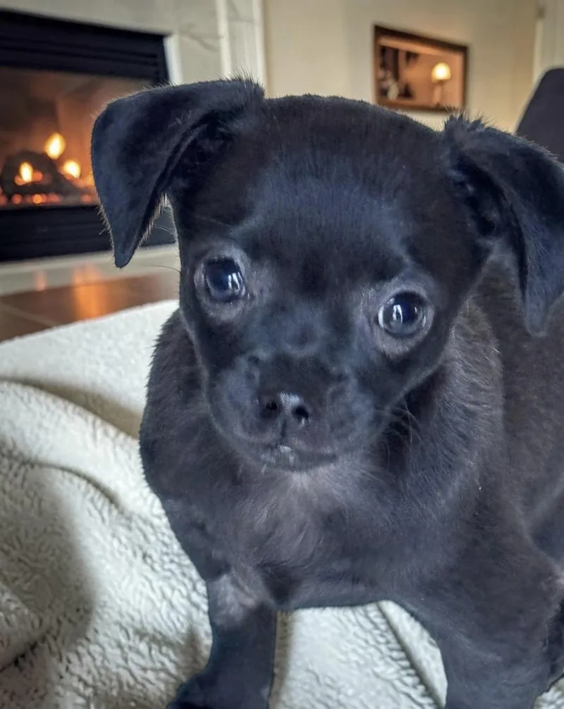 Churro thumbnail 4