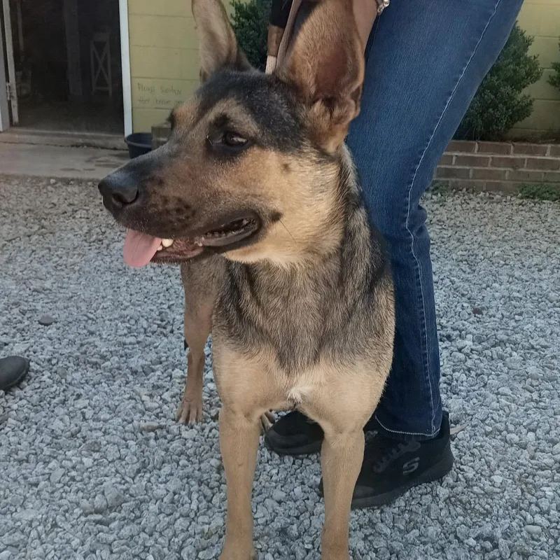 A young medium-sized female Black German Shepherd Dog dog named Pancake for adoption in Valley, AL