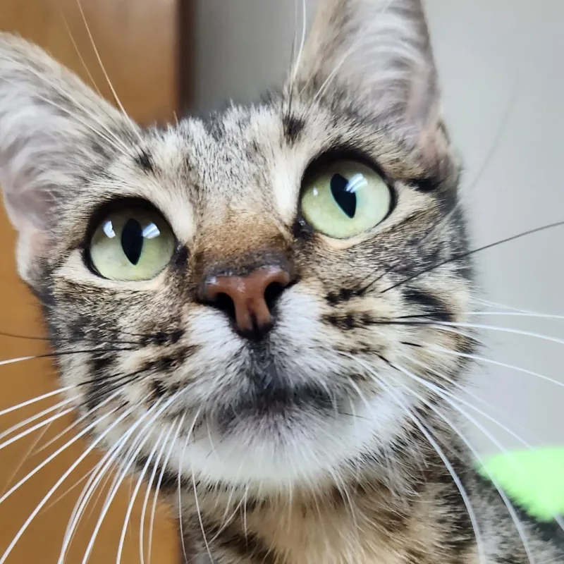 A young medium-sized female Gray / Blue / Silver Domestic Short Hair cat named Effie for adoption in Tyler, TX