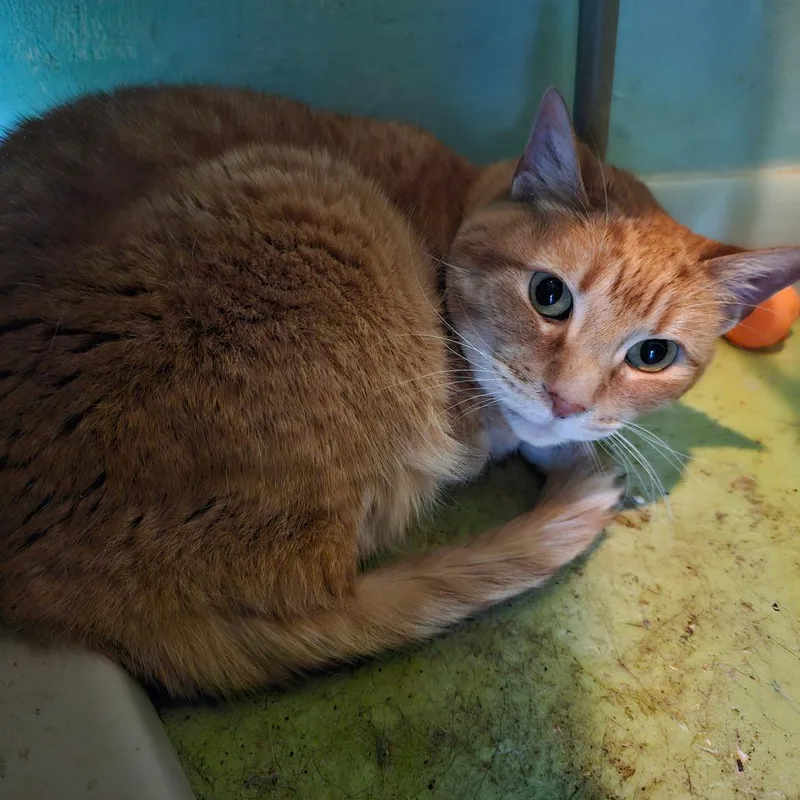 A senior medium-sized female Orange / Red Domestic Short Hair cat named Oj for adoption in Melrose, FL