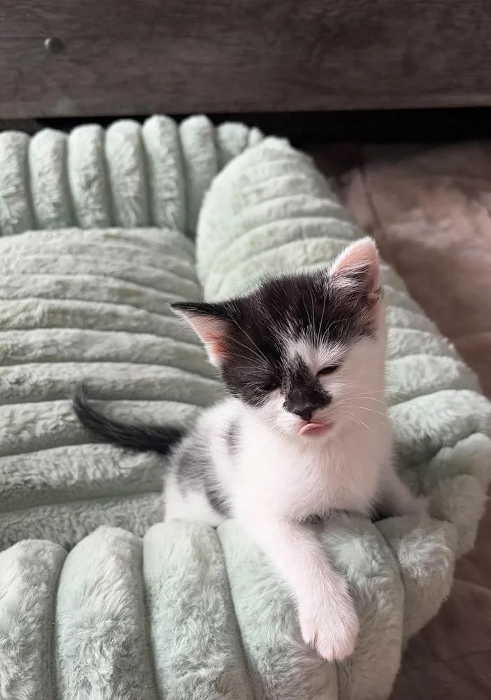 A baby medium-sized female Black & White / Tuxedo Domestic Short Hair cat named Milano for adoption in Salisbury, NC