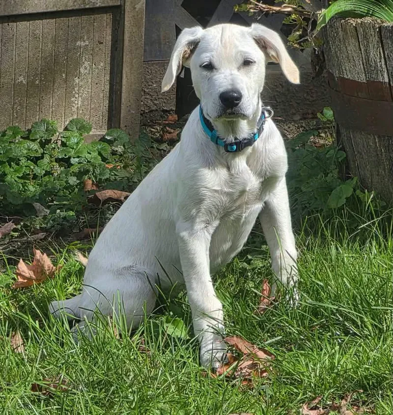 A baby medium-sized male Labrador Retriever dog named Sylvan for adoption in Alexander, AR