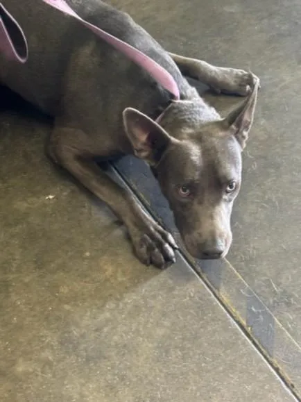 An adult large-sized male Mixed Breed dog named Bryan for adoption in Los Angeles, CA