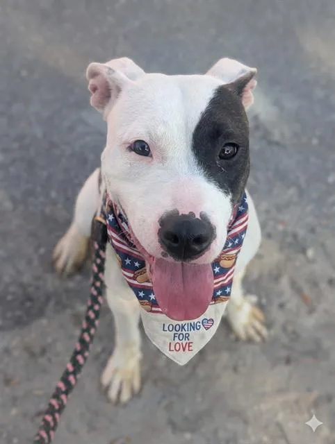 A young medium-sized female Mixed Breed dog named Zizi for adoption in Jacksonville, FL