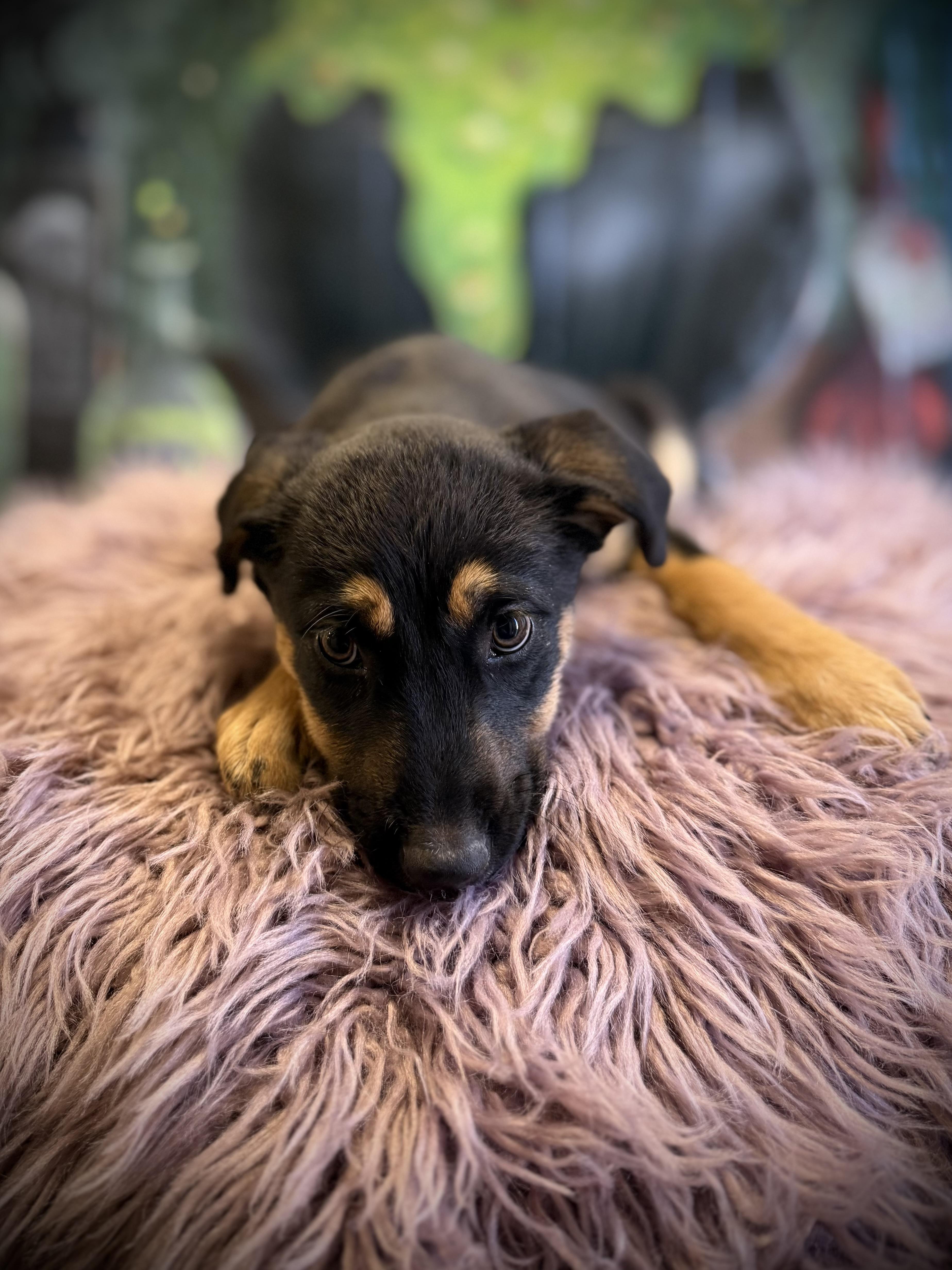 A baby medium-sized female German Shepherd Dog dog named Tug for adoption in Eagle, CO