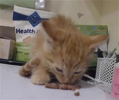 A baby small-sized male Domestic Short Hair cat named Tom for adoption in Denver, CO