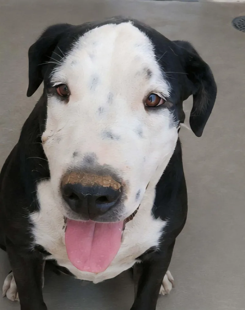 An adult medium-sized male Black American Staffordshire Terrier dog named Hansel for adoption in Kingman, AZ