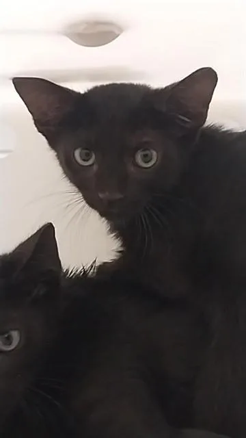 Ebony