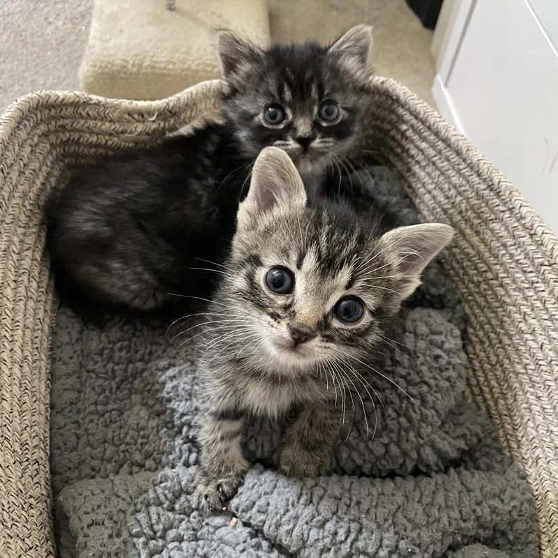 A baby small-sized male Brown / Chocolate Domestic Short Hair cat named Levi for adoption in Westminster, CA