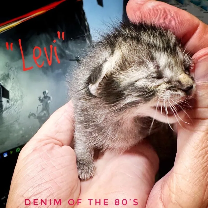 Levi thumbnail 6