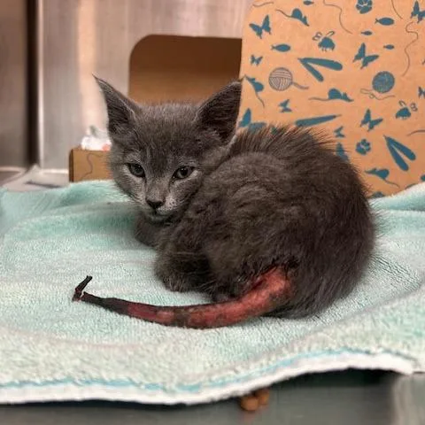 A baby small-sized male Gray / Blue / Silver Domestic Short Hair cat named Koala for adoption in Santa Barbara, CA