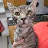 A young medium-sized male Gray / Blue / Silver Domestic Short Hair cat named Zido fka Vidia for adoption in Leander, TX