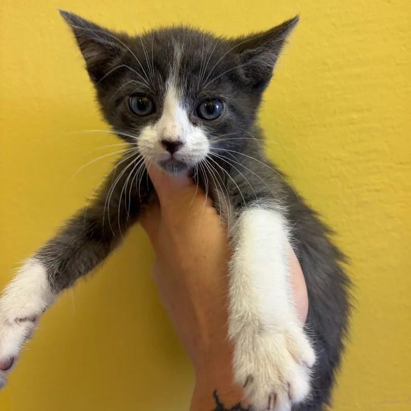 A baby small-sized male Gray / Blue / Silver Domestic Short Hair cat named Cinder for adoption in Webster, TX