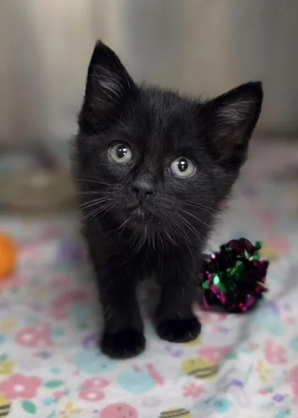 A baby small-sized female Domestic Short Hair cat named Maggie for adoption in Westland, MI