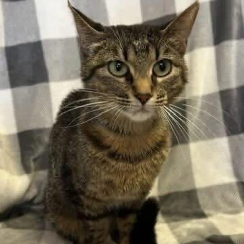 An adult medium-sized female Brown / Chocolate Domestic Short Hair cat named Bean Meet me at for adoption in Buffalo, MN