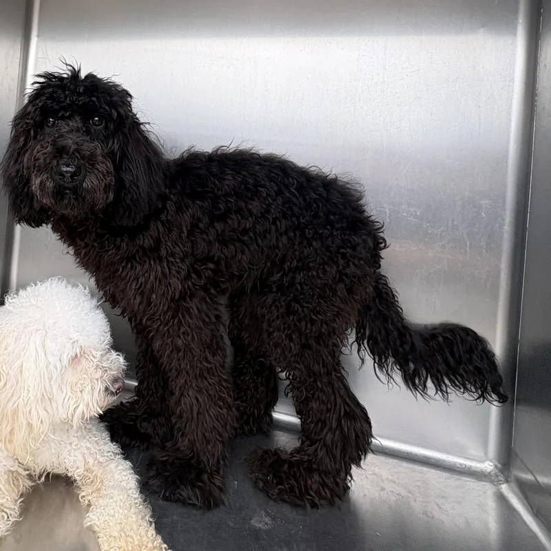 A young medium-sized female Poodle (Toy) dog named Silver for adoption in Oakdale, CA