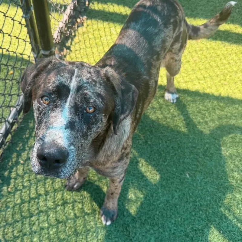 An adult large-sized male Brown / Chocolate Catahoula Leopard Dog dog named Judge for adoption in Brooklyn, NY