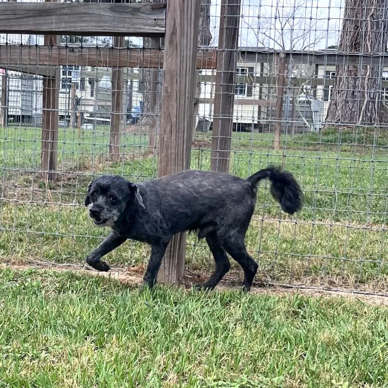 A senior medium-sized male Black Miniature Poodle dog named Colby Cheese for adoption in Houston, TX