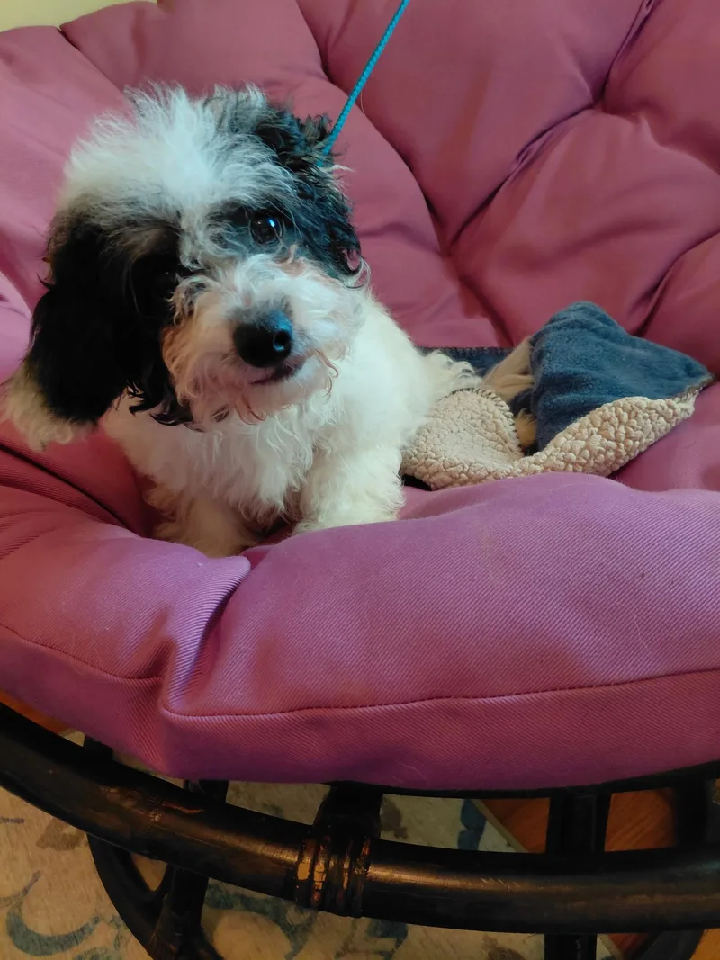 A young small-sized male Black Cavapoo dog named Paris for adoption in Oakland, CA