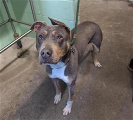 A young medium-sized male Pit Bull Terrier dog named Wave for adoption in Sacramento, CA