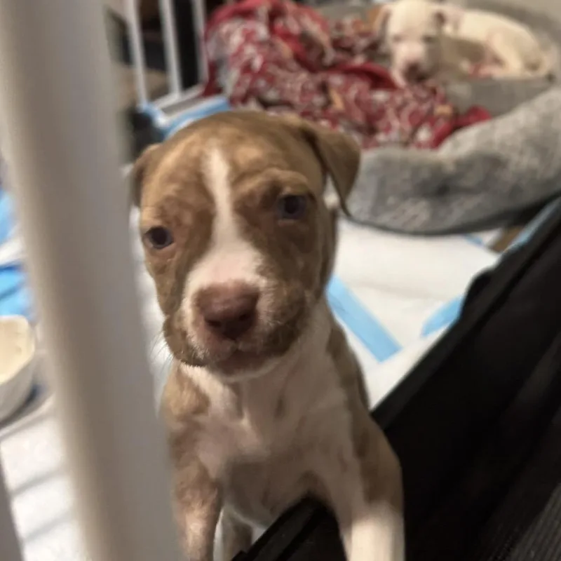 A baby medium-sized female Brindle Pit Bull Terrier dog named Jellybean for adoption in Austin, TX