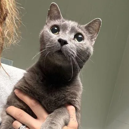 A senior medium-sized male Domestic Short Hair cat named Lou for adoption in Jackson, MI