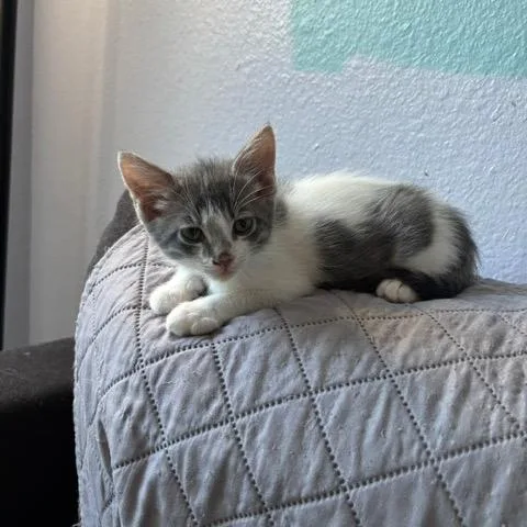A baby small-sized male Gray / Blue / Silver Domestic Short Hair cat named Gilligan for adoption in Pleasant Hill, CA