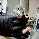 Gilligan thumbnail 2