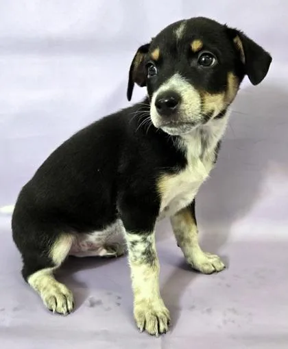 A baby medium-sized male Australian Shepherd dog named Beau for adoption in Morton Grove, IL