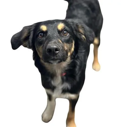 A young medium-sized male Border Collie dog named Riverton for adoption in Red Bluff, CA