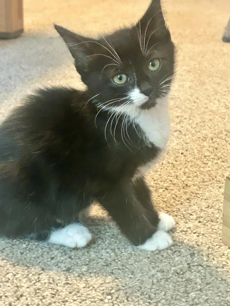 A baby medium-sized male Black & White / Tuxedo Domestic Short Hair cat named Maple for adoption in Pittsboro, NC
