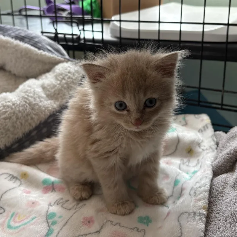 A baby small-sized female Buff / Tan / Fawn Domestic Short Hair cat named Scout for adoption in South Elgin, IL