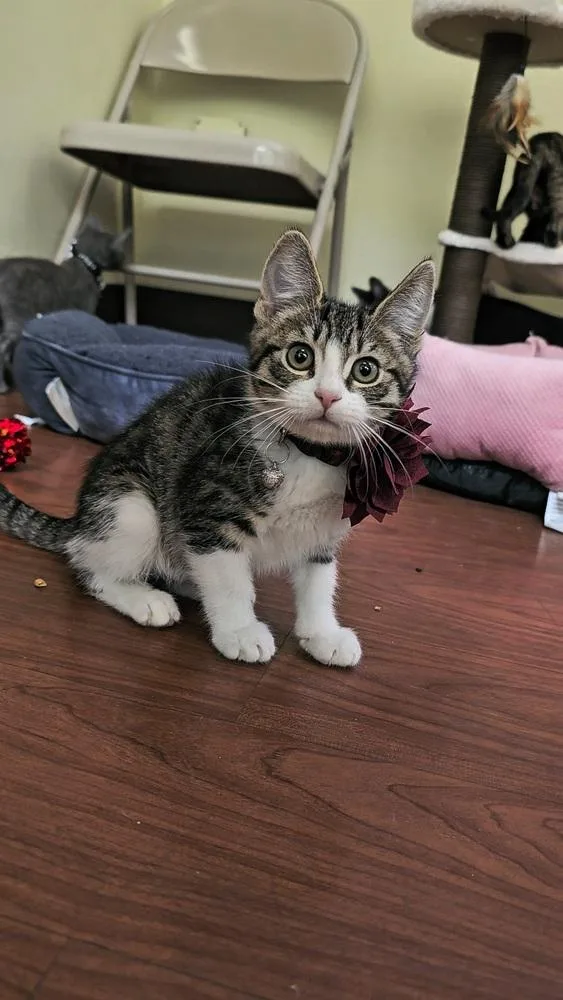 A baby small-sized female Domestic Short Hair cat named Safeway for adoption in Pacifica, CA