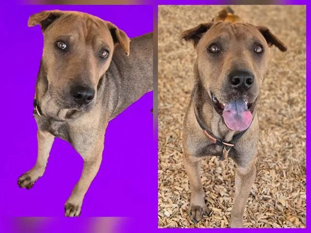 A young medium-sized male Shar-Pei dog named Speedy for adoption in Albuquerque, NM