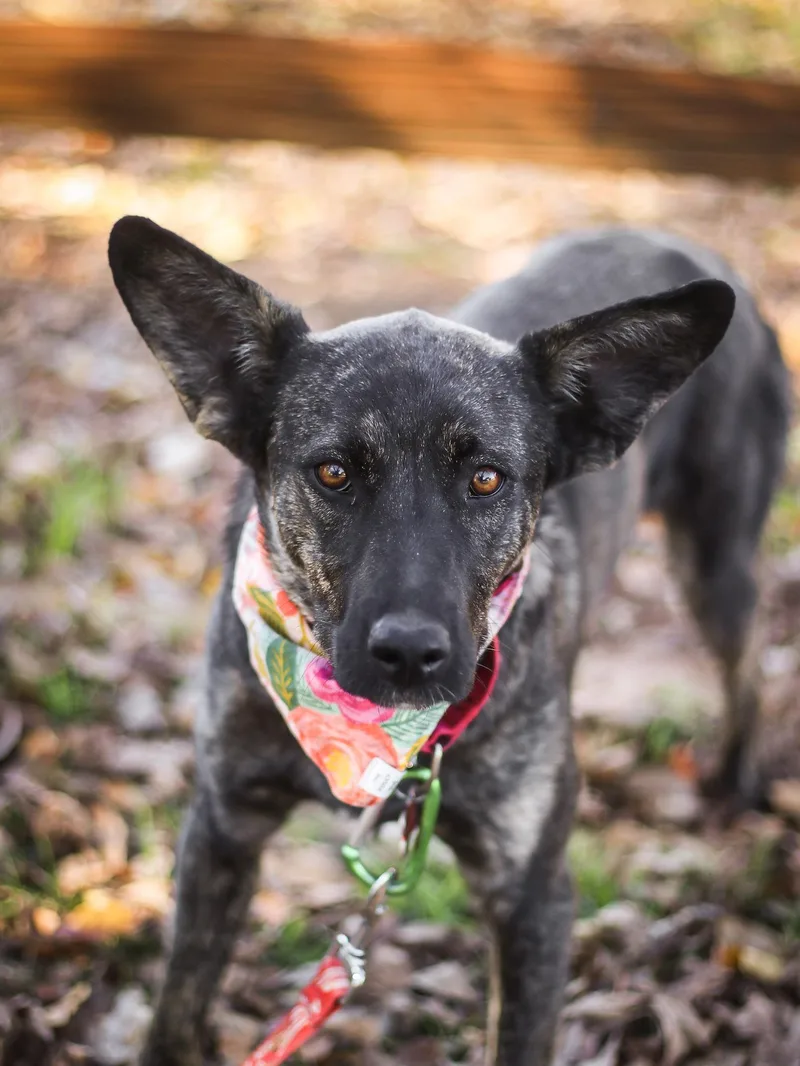 Lola Jane thumbnail 4