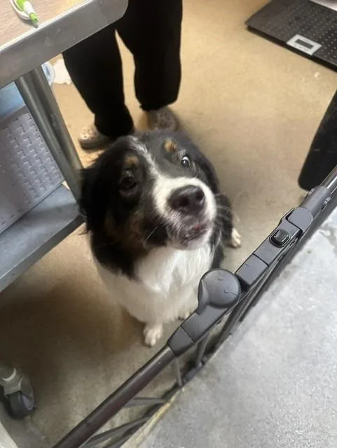 A young medium-sized male Mixed Breed dog named Ever for adoption in Rome, GA