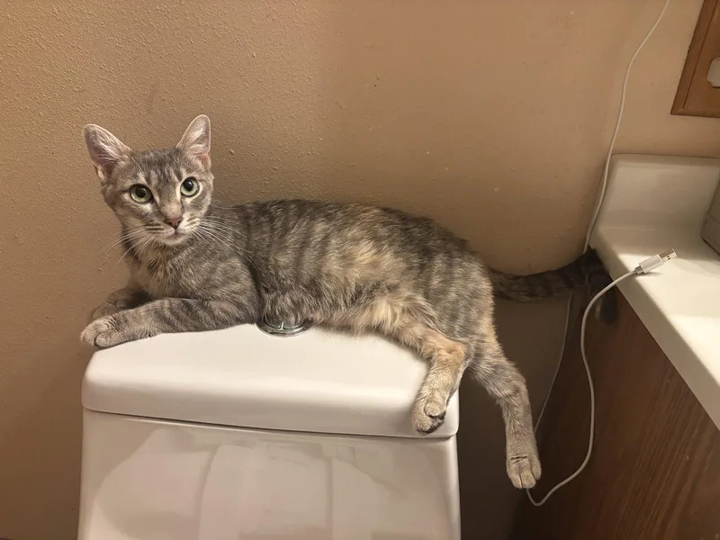 An adult small-sized female Domestic Short Hair cat named Unicorn for adoption in Orlando, FL