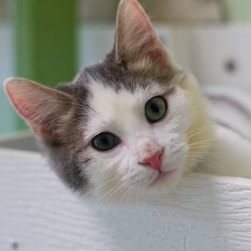 A baby medium-sized male Domestic Short Hair cat named Venkman for adoption in Zimmerman, MN
