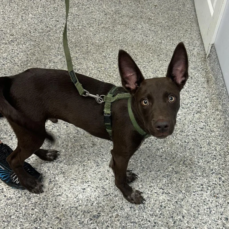 A young medium-sized male Brown / Chocolate Mixed Breed dog named Joey for adoption in Decatur, GA