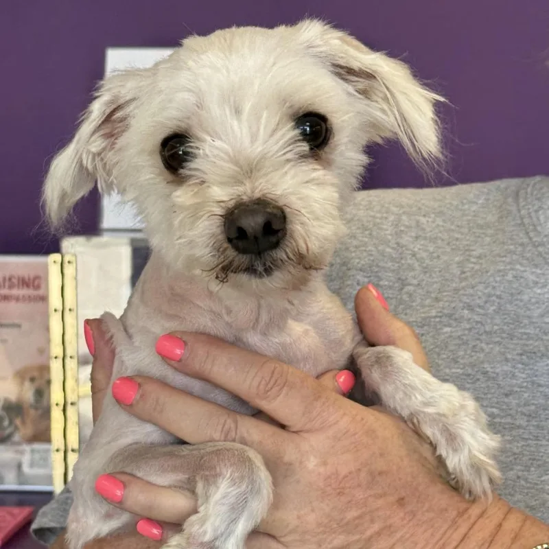 An adult small-sized female White / Cream Miniature Poodle dog named Avery for adoption in Fresno, CA