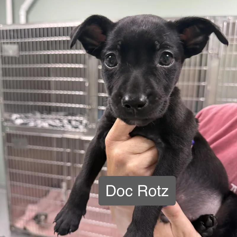 A baby medium-sized male Mixed Breed dog named Pipers Pups MALE for adoption in Minooka, IL