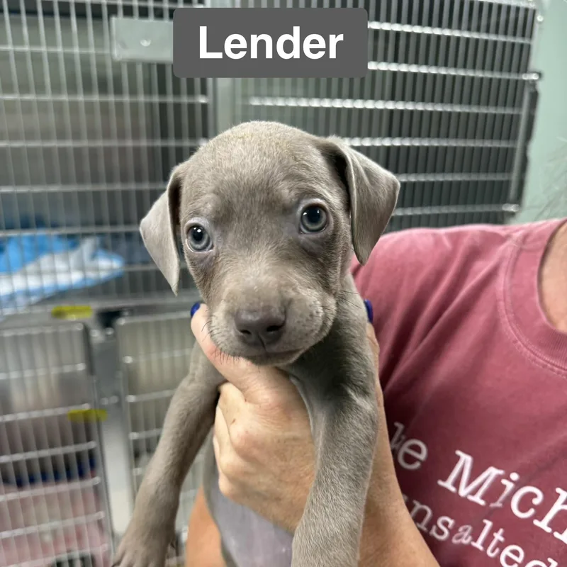 Pipers Pups MALE thumbnail 2