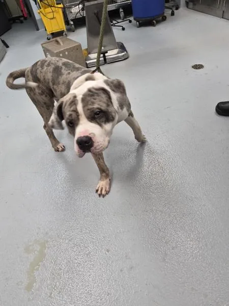 An adult large-sized male Pit Bull Terrier dog named Ic Cricket for adoption in Lawrenceville, GA