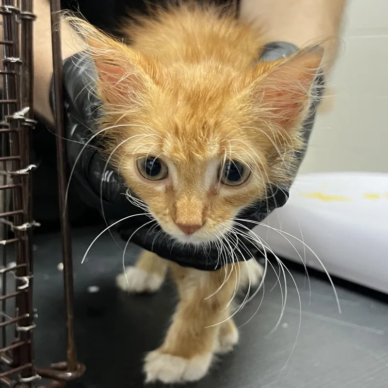 A baby small-sized male Orange / Red Domestic Long Hair cat named Totino for adoption in Lufkin, TX