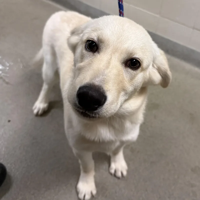 A young medium-sized male Labrador Retriever dog named Blizzard for adoption in Kearney, NE