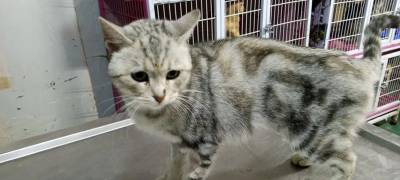 A young medium-sized female Egyptian Mau cat named Gasak for adoption in WOLCOTT, CT