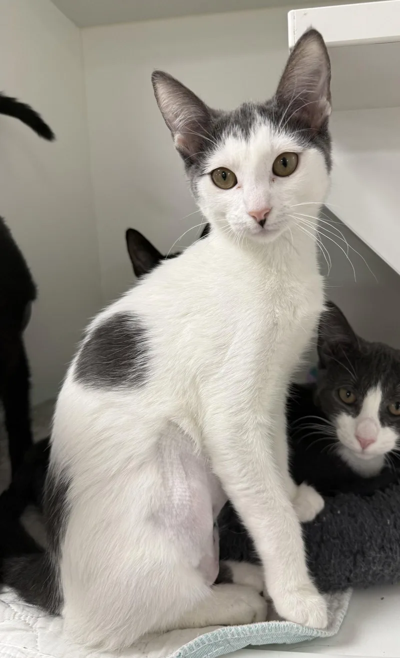 A young medium-sized female Gray & White Domestic Short Hair cat named Starr for adoption in Satellite Beach, FL
