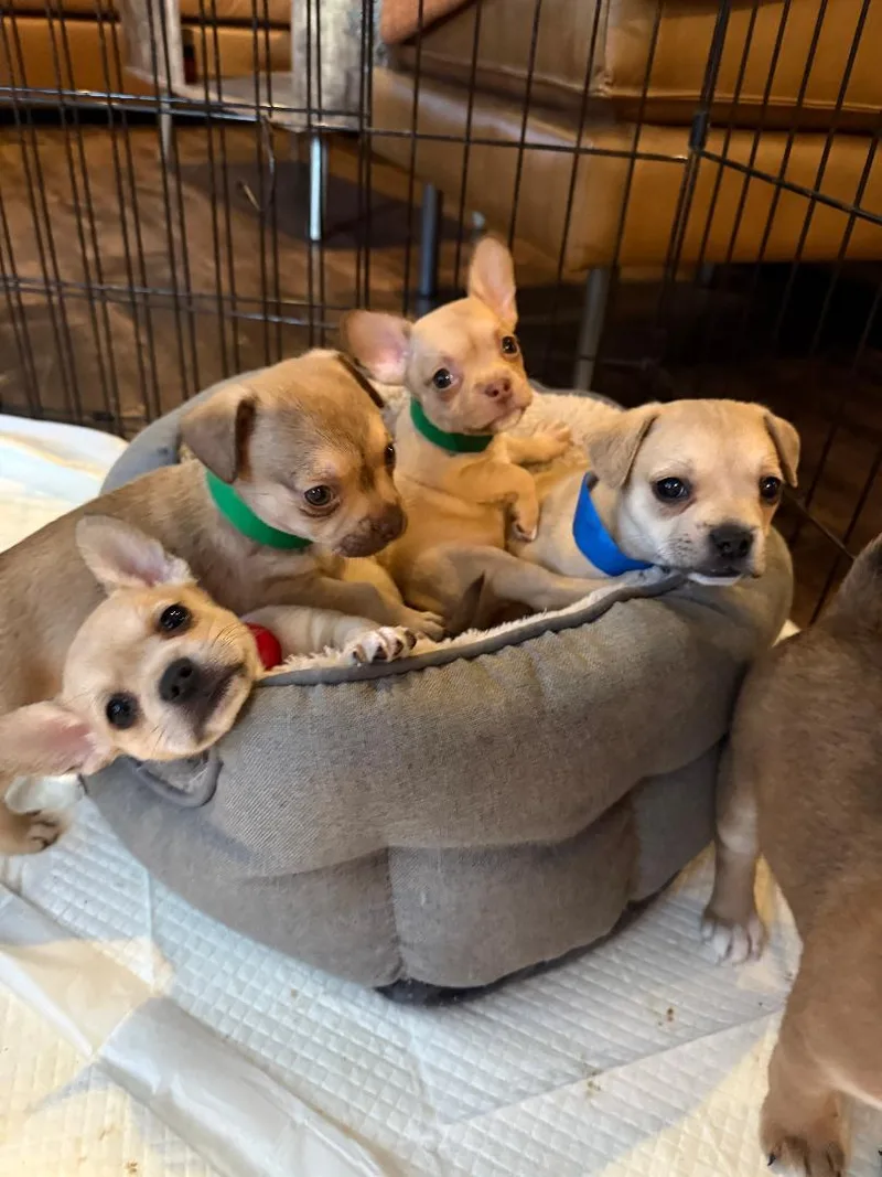 A baby small-sized female Chihuahua dog named Whitney for adoption in Los Angeles, CA
