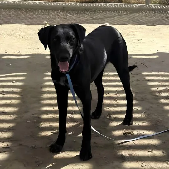 A young medium-sized male Labrador Retriever dog named Pleakley for adoption in Naperville, IL